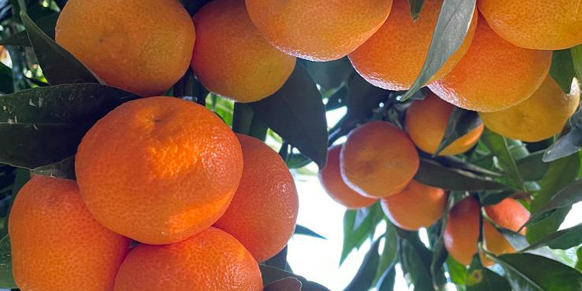 Clementine: il clima ci sta complicando la vita